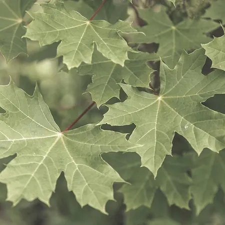 Sfendamos Wood Village 호텔